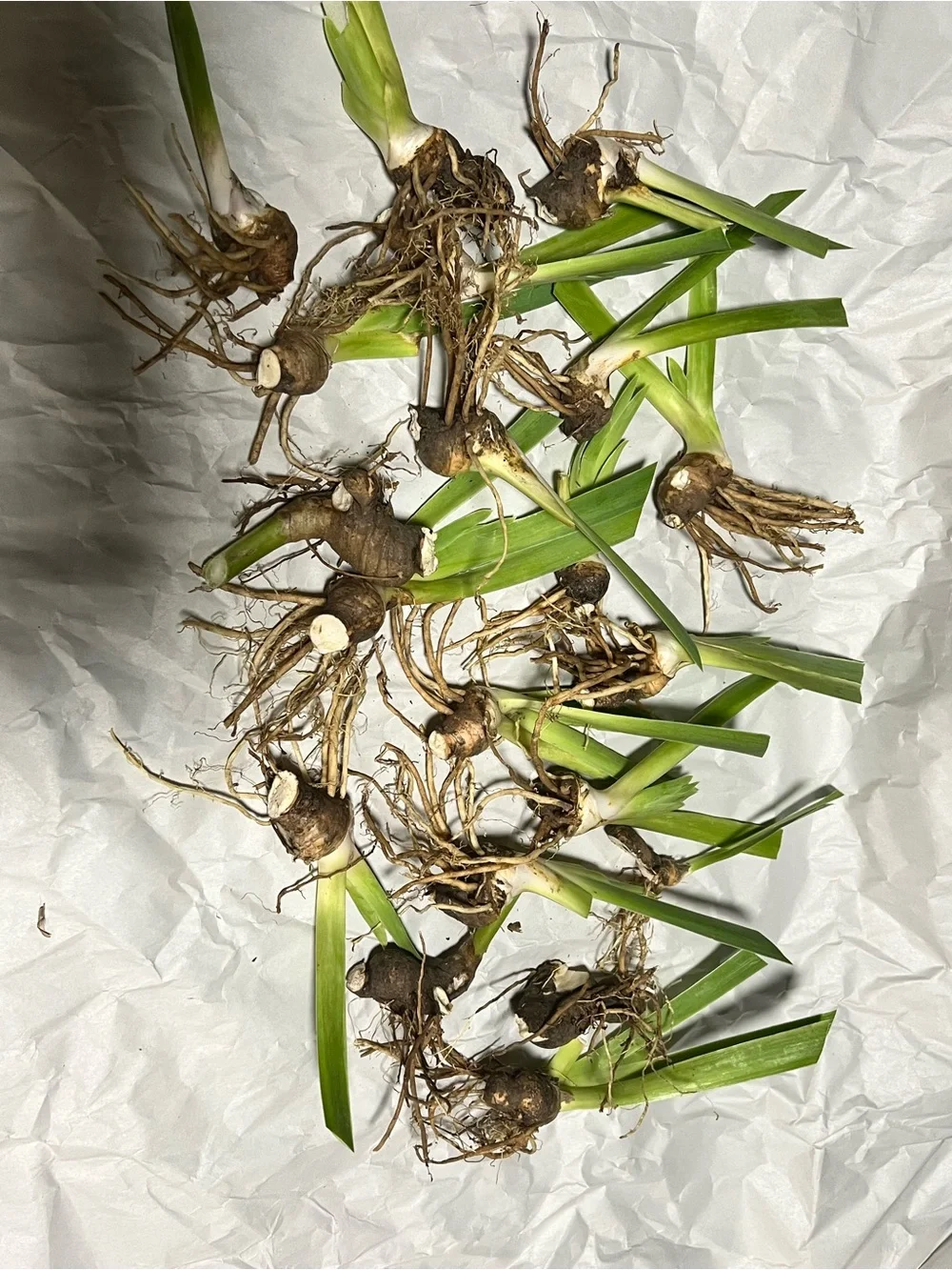 20 medium and small sizes rhizomes . Purple Iris for $20. See Pics.